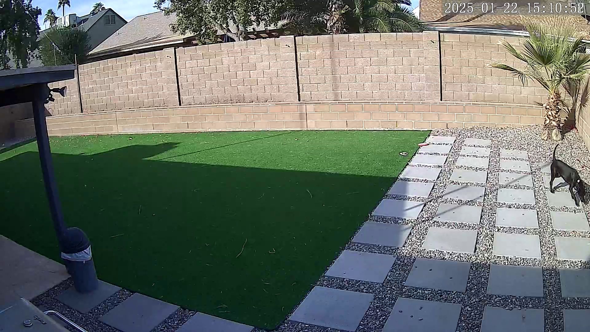 Yard Cam